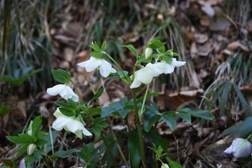 Christmas roses are also called winter queens because they bloom with pink and white flowers in winter with few flowers.