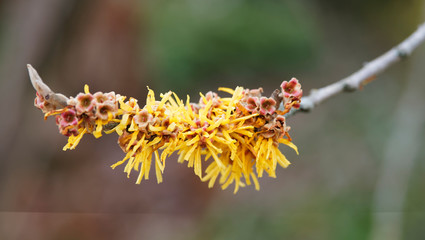 Hamamelis mollis 'Pallida'  |  Ornamental vase-shaped schrub with Fragant sulphur yellow ribbon-shaped petals on bare branches