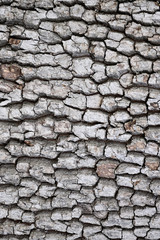 bark texture
