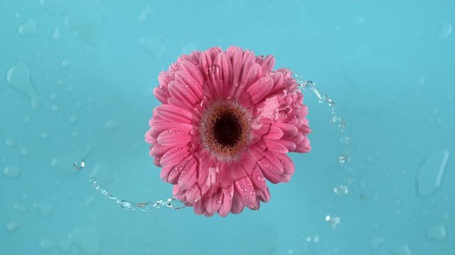 Water spinning off pink Gerber daisy on blue background.  Shot in slow motion with Phantom Flex 4K camera.