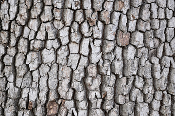 bark texture