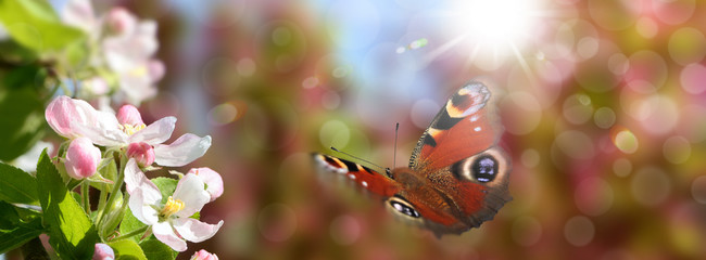 Schmetterling 547 © K.-U. Häßler