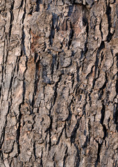 bark texture