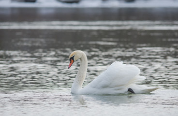 Graceful swan swimming on the river, in winter. Selective focus