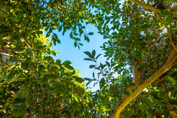 Tree Branches With Fresh Green Leaves In The Forest. Bright Lush Foliage And Blue Sky. Looking Up Into The Treetops, Ground View, From Below. Spring Or Summer Sunny Day.