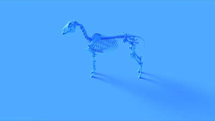 Blue Horse Skeletal System Anatomical 3d illustration 3d render	