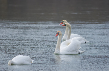 Graceful swans swimming on the river, in winter. Selective focus