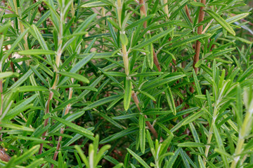 Full frame shot and close up of rosemary (Salvia rosmarinus)