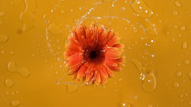 Water spinning off orange Gerber daisy on yellow background