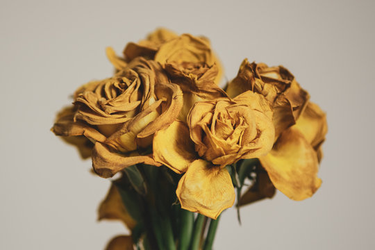 Yellow Roses