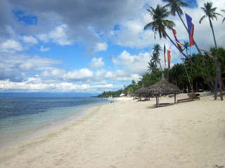 tropical beach with palm trees