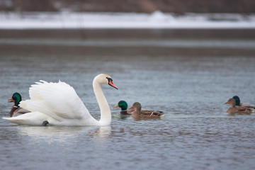 Flock of birds, among which swans and mallard ducks swimming on the river, in winter. Selective focus