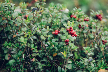 Cranberries in the Wild
