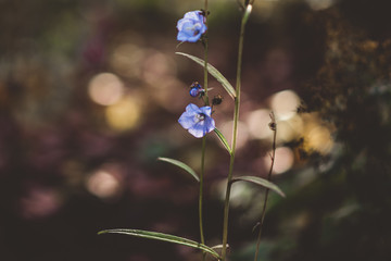 Lonesome Autumn Flower