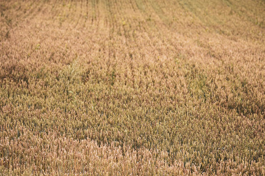 Summer Wheat Field