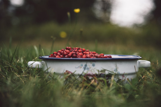 Wild Cranberries in a Vase