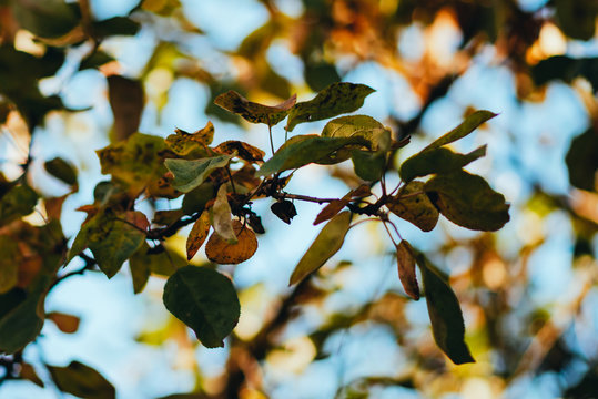 Autumn Leaves against the Sky