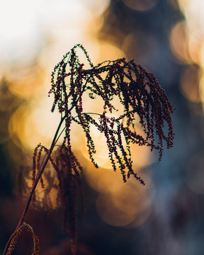 Golden Sunset Winter Crop