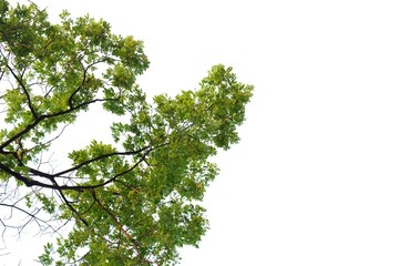 Tropical tree leaves on white isolated background for green foliage backdrop 
