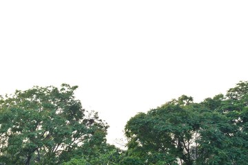 Tall tropical tall tree with leaves branches on white isolated background for green foliage backdrop and copy space 