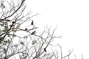 Blurred a row of  dead tree branches with a group tropical birds sitting on the top ,white isolated background