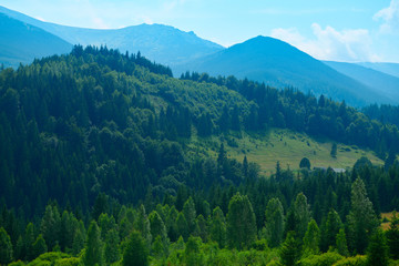 wild nature, summer landscape in carpathian mountains, wildflowers and meadow, spruces on hills, beautiful cloudy sky