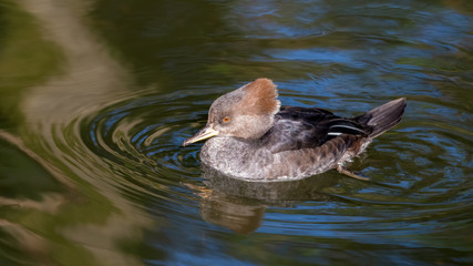 Female Bufflehead Duck Floating on Water
