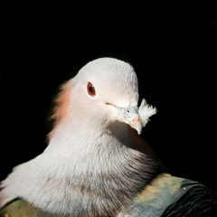 Chestnut Napped Green Imperial Pigeon