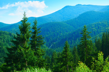 wild nature, summer landscape in carpathian mountains, wildflowers and meadow, spruces on hills, beautiful cloudy sky