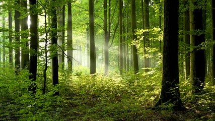 morning in the forest - Powered by Adobe