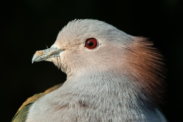 Chestnut Napped Green Imperial Pigeon