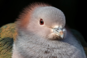 Chestnut Napped Green Imperial Pigeon