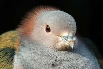 Chestnut Napped Green Imperial Pigeon