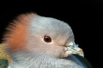 Chestnut Napped Green Imperial Pigeon