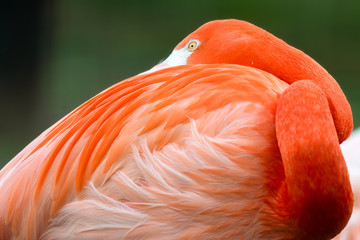 Vibrant Pink Chilean Flamingo Resting