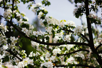 Nature floral background. Blooming Apple tree. White Apple blossoms on a branch close-up. Live wall of flowers in a spring garden.