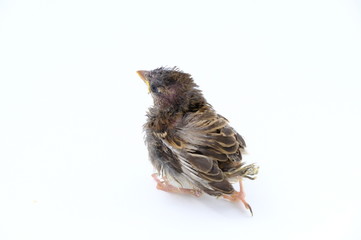 squab chick birds three days old yellow vented bulbul on white background