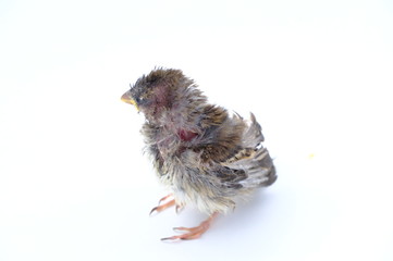 squab chick birds three days old yellow vented bulbul on white background