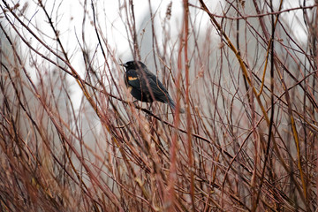 2020-03-01 A SMALL BLACK AND ORANGE BIRD HIDING IN THE BRANCHES AT PHANTOM LAKE