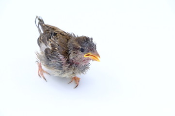 squab chick birds three days old yellow vented bulbul on white background