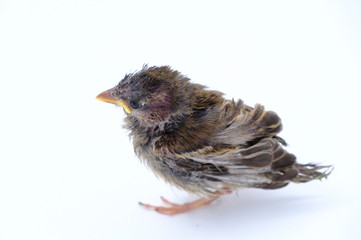 squab chick birds three days old yellow vented bulbul on white background