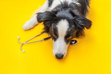 Puppy dog border collie and stethoscope isolated on yellow background. Little dog on reception at veterinary doctor in vet clinic. Pet health care and animals concept