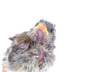 squab chick birds three days old yellow vented bulbul on white background
