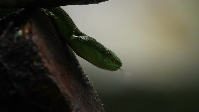 Snake White-Lipped Green tree Pit Viper (Trimeresurus albolabris) is a venomous pit viper species endemic to Southeast Asia.
