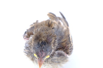 squab chick birds three days old yellow vented bulbul on white background