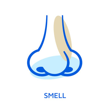 Nose. Organ of sense. Smell icon. Vector illustration or symbol isolated on white.