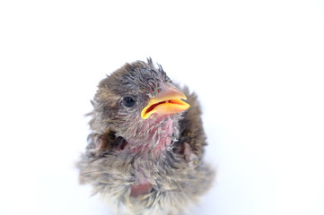 squab chick birds three days old yellow vented bulbul on white background