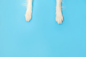 Funny puppy dog border collie paws close up isolated on blue background. Pet care and animals...
