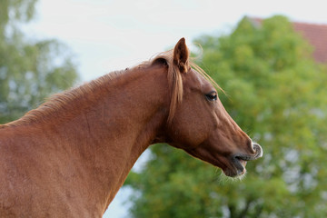 Obraz premium Pony, Portrait