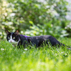 Outdoor Cat Hunting in the Grass - Black and White Tuxedo